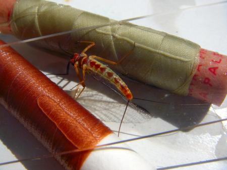 La junta teme que las lluvias arrastren la ceniza a  los acuíferos